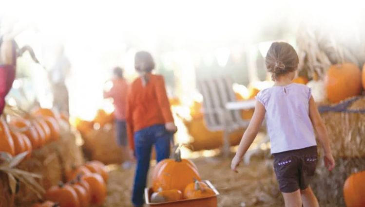 “안전하게, 조심스럽게” 색다른 오싹함의 핼로윈 축제