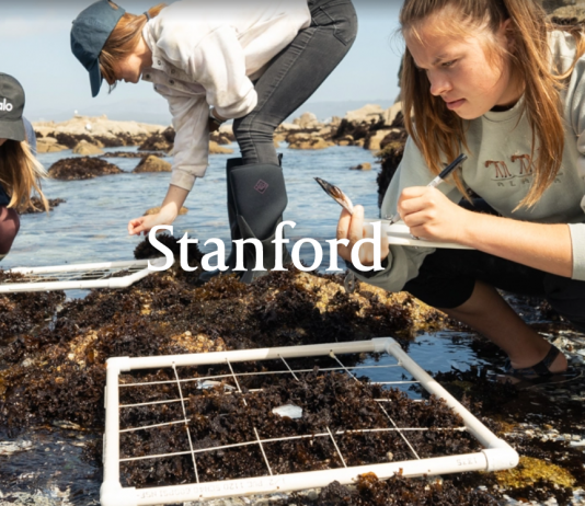 스탠퍼드 인터뷰, 옵셔널이지만 잘 하면 ‘플러스’