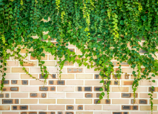 아이비리그 졸업장의 가치