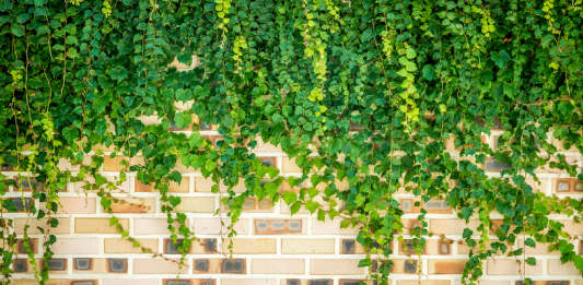 아이비리그 졸업장의 가치