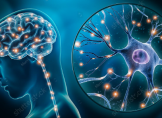 ‘뉴로사이언스 전공’ 학부 졸업 후 의학, 법학 등에서 맹활약